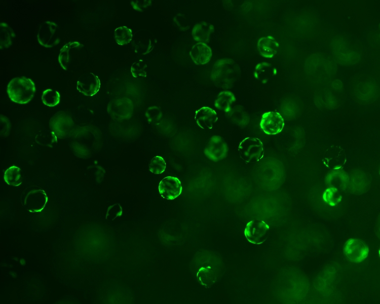 Microrobot-packed pill shows promise for treating inflammatory bowel disease in mice