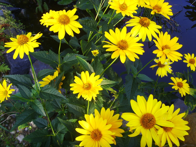 Plant non-steroidal anti-inflammatory leaves immune system intact