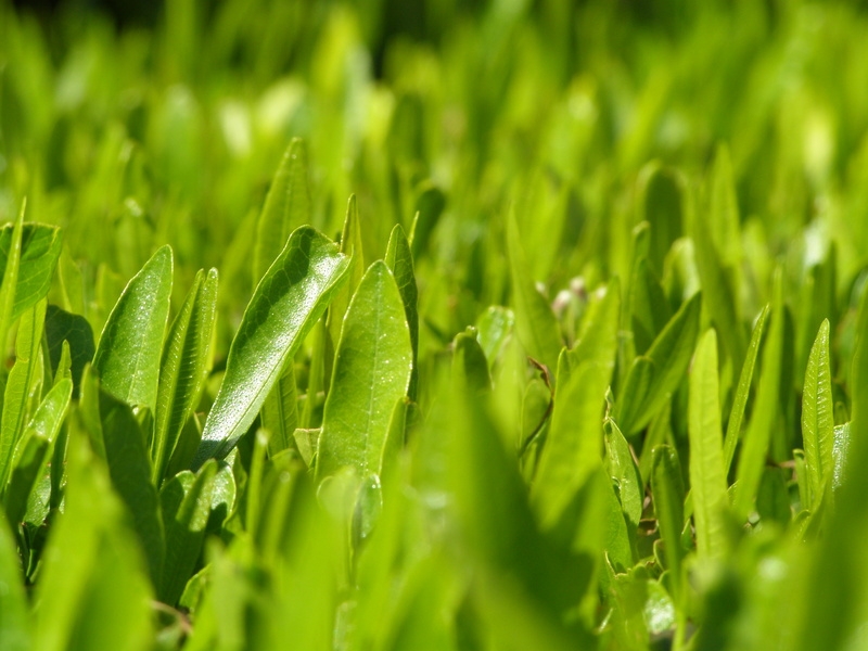 Chinese team finds a fern that makes rare earth elements
