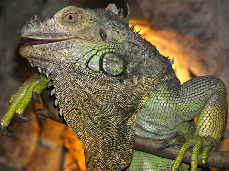 Synthetic antibody could be key to a universal antivenom