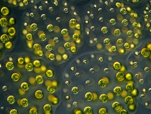 Swimming microrobots deliver cancer-fighting drugs to metastatic lung tumors in mice