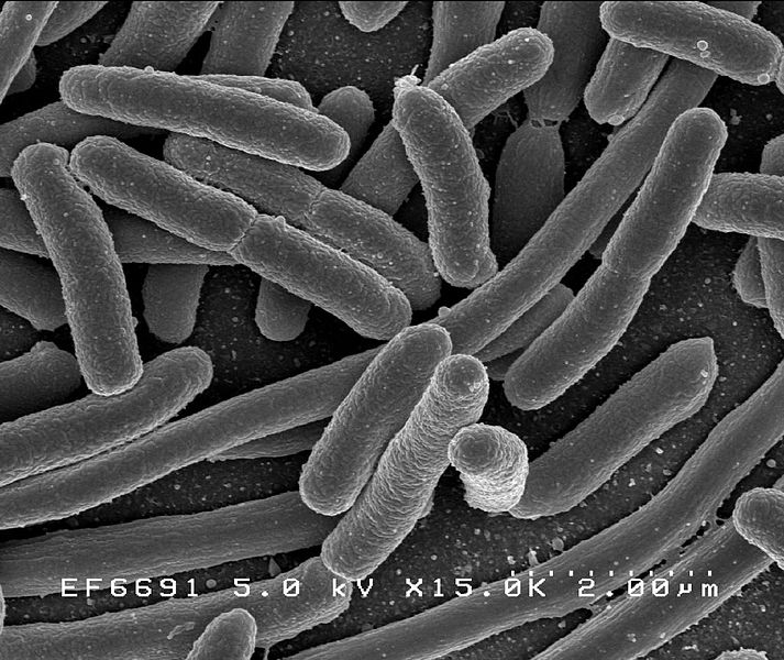 Recurrent UTIs banished for up to nine years by simple oral spray