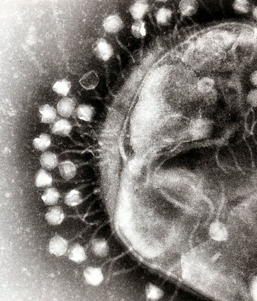 Bar-coding bacteriophages: New method could unleash powerful biotechnology applications