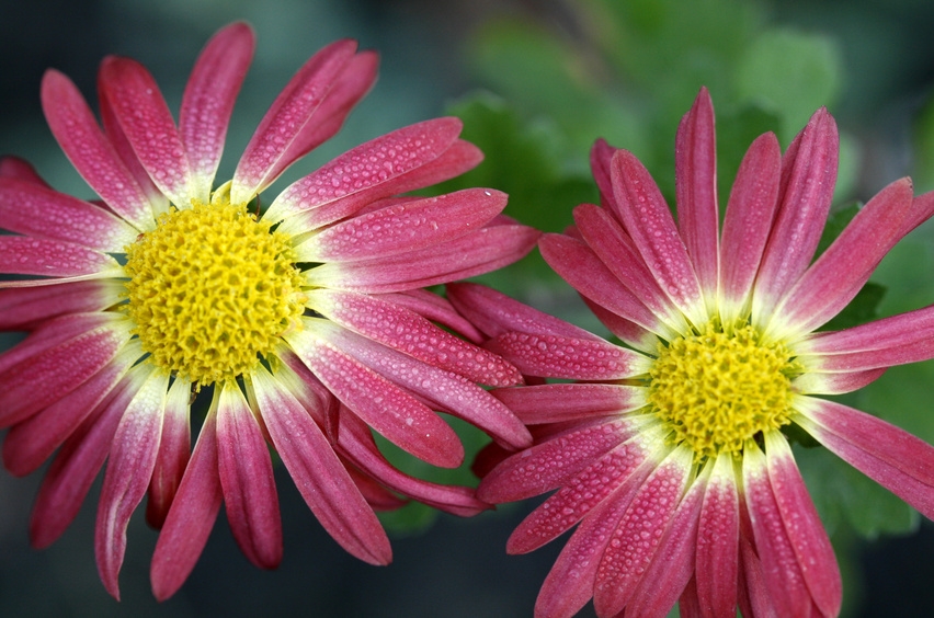 Recharging mitochondria – nanoflowers offer a new way to simulate energy production to improve aging ailments