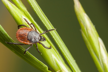 Researchers find book scorpion venom effective against hospital germs