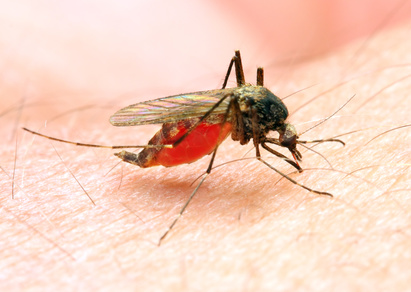 Lab-developed mosquitoes prevent malaria parasite development, paving way for future field trials