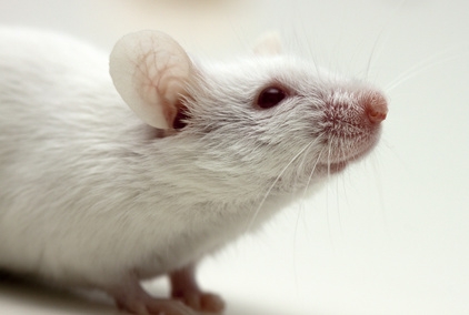 Anti-aging molecule successfully restores multiple markers of youth