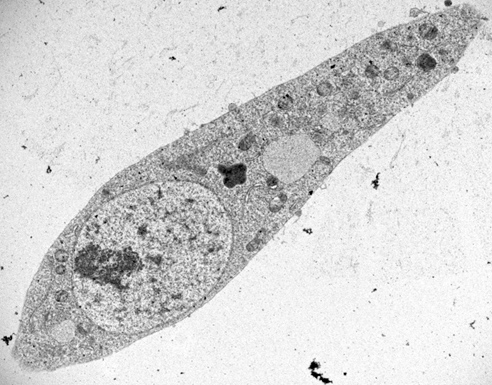 Turning microalgae into light-controlled, soft bio-microrobots